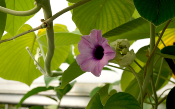 Liane d'argent ou Hawaiian baby woodrose – Plante de Argyreia nervosa
