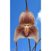 Orchidée tête de singe - Plant Dracula psittacina