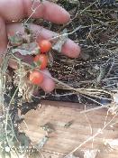 Tomate sauvage - Plant de Lycopersicon species