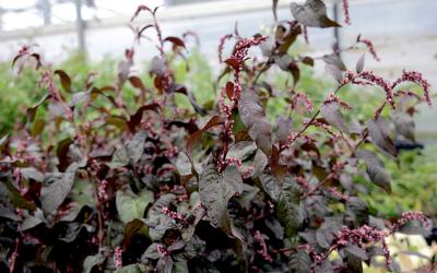 Poivre d'eau Japonais - Plant de Persicaria hydropiper var "rubra"