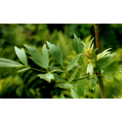 Livèche – Plante de Levisticum officinalis
