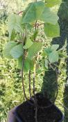 Schizandra – Plante de Schisandra chinensis