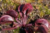 La dentée rouge de Trev - Dionée piège attrape mouche - Plante carnivore Dionaea muscipula