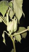 Coton - graines de Gossypium herbaceum 
