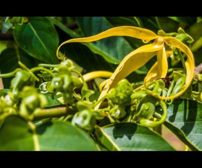 Huile essentielle Ylang Ylang 100% natuelle chemotypée