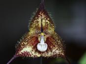 Dracula pubescens - Orchidée tête de singe