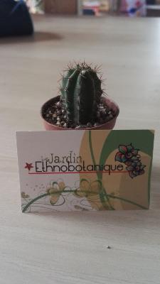 Trichocereus pachanoi - plant cactus de San pedro