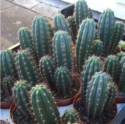 Trichocereus pachanoi - cactus de San pedro groupés