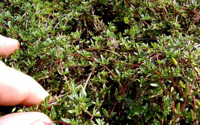 Le thym bergamotte. Une aromatique rare! Plante Thymus chamaedrys