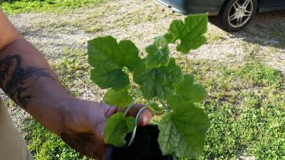 Eponge végétale loofa - Plant de Luffa cylindrica