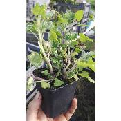 Herbe à chat – Plante de Nepeta cataria