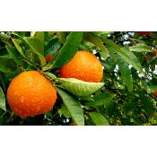 Huile essentielle de mandarine 100% naturelle