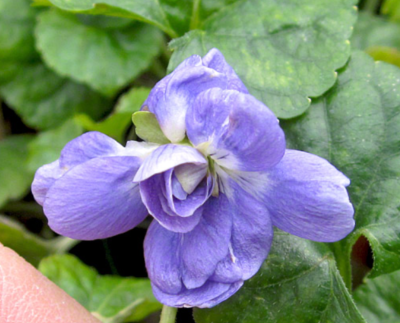 Viola suavis Duchesse de Parme (de Toulouse) - Plant de Violette de Parme