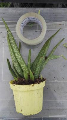 Aloe vera – Plante d'Aloe vera