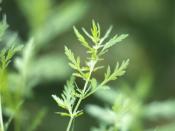 Armoise annuelle Qing-Hao - Graines d'Artemisia annua et culture