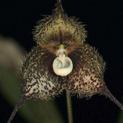 Dracula woolwardiae- Orchidée tête de singe