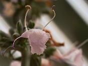 Sauge blanche amérindienne - Plante de Salvia apiana