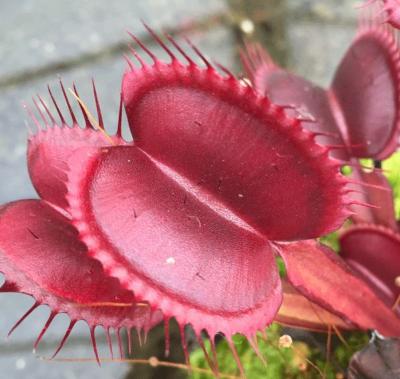 Akai Ryu - Dionée piège attrape mouche - Plante carnivore Dionaea muscipula