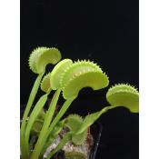 Dentate - Dionée piège attrape mouche - Plante carnivore Dionaea muscipula