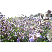 Sauge officinale – Plante de Salvia officinalis