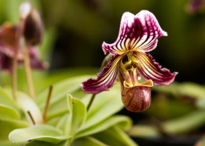 Orchidée Paphiopedilum fairrieanum