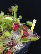 Cross teeth - Dionée piège attrape mouche - Plante carnivore Dionaea 