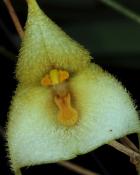 Dracula deltoidea - Orchidée tête de singe