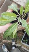 Mandragore – Plante de Mandragora officinalis ou automnalis