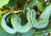 Courge serpent - Graines de Trichosanthes cucumerina