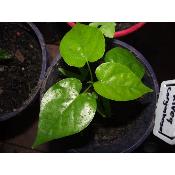 Ololiuqui  Plante de Rivea (Turbina) corymbosa