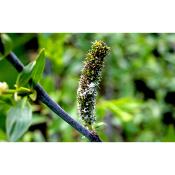 Arbre Aspirine® - Plante de Salix daphnoides