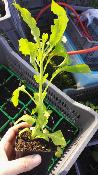 Atropa belladona - Plant de belladone
