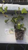 Bred mafana – Plante de Spilanthes acmella / Acmella oleracea