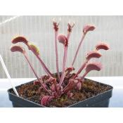 La dentée rouge de Trev - Dionée piège attrape mouche - Plante carnivore Dionaea muscipula
