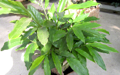 Cardamome -Plante de Elettaria cardamomum