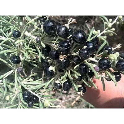 Goji Noir – Plante de Lycium ruthenicum