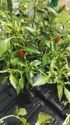 Chili bonzai - Plant de mini-piment