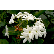 Jasmin d'Arabie - Plant de Jasminum sambac