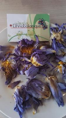 Lotus bleu - Résine extrait x100 Nymphaea caerulea