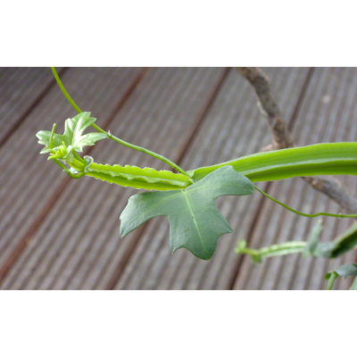 Cissus - Plante médicicale ayurvédique Cissus quadrangularis