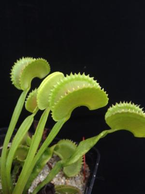 Dentate - Dionée piège attrape mouche - Plante carnivore Dionaea muscipula