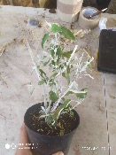 Sauge Cassis - Plante aromatique de Salvia discolor