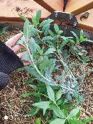 Sauge blanche amrindienne - Plante de Salvia apiana