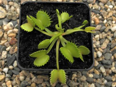 Loup Garou - Dionée piège attrape mouche - Plante carnivore Dionaea muscipula
