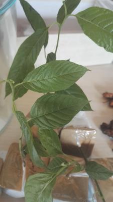 Ylang Ylang - Plant de Cananga odorata