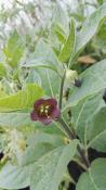 Atropa belladona - Plant de belladone