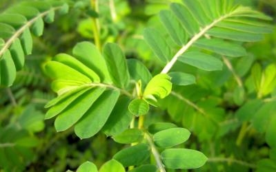 Chanca Piedra - Plante médicinale Phyllanthus urinaria