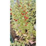 Chenopodium capitatum - Plant Epinard-Fraise
