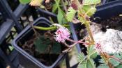 Mimosa pudica - Plante sensitive