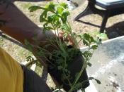 Artemisia absinthium - Absinthe séchée